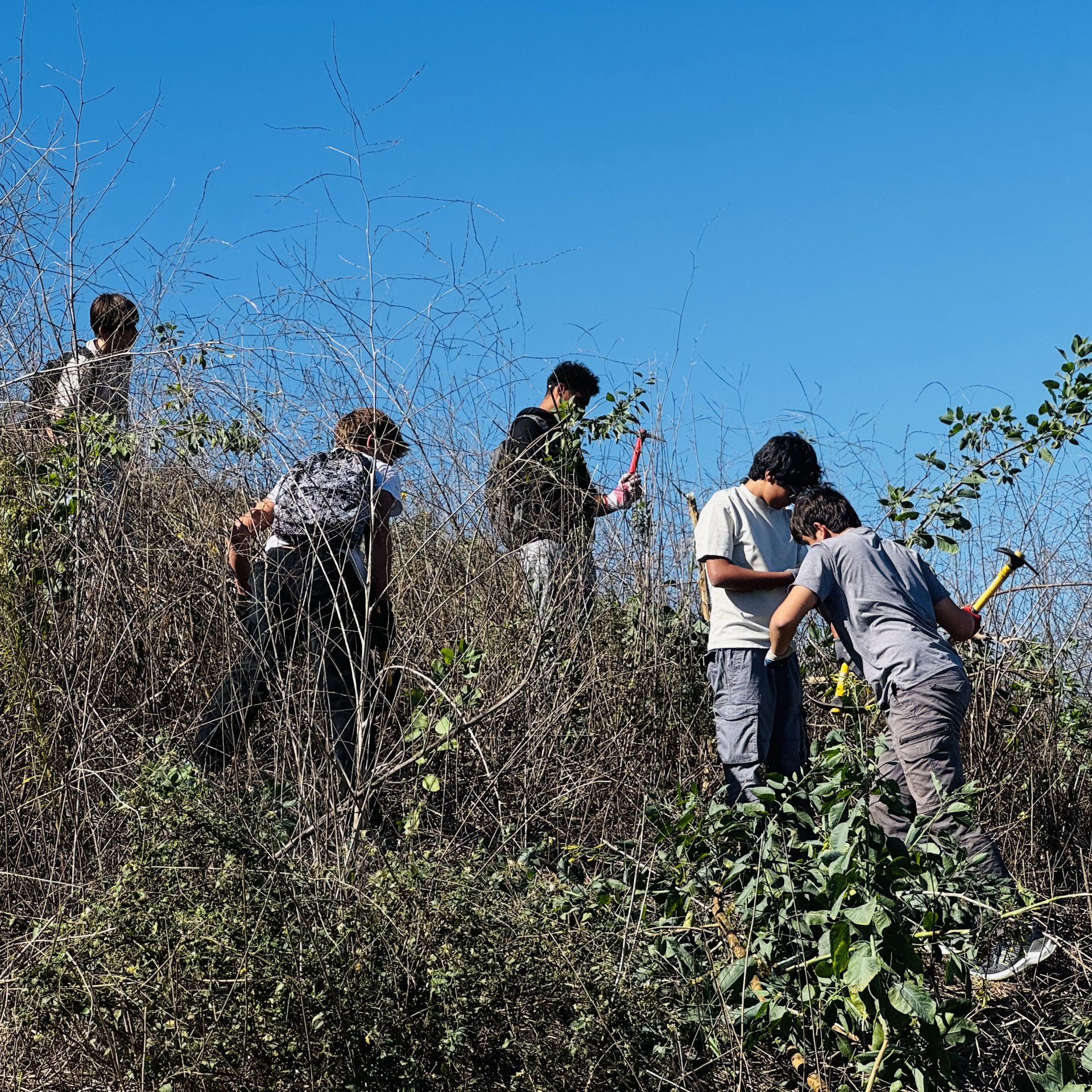 students cleaning brush off a hillside